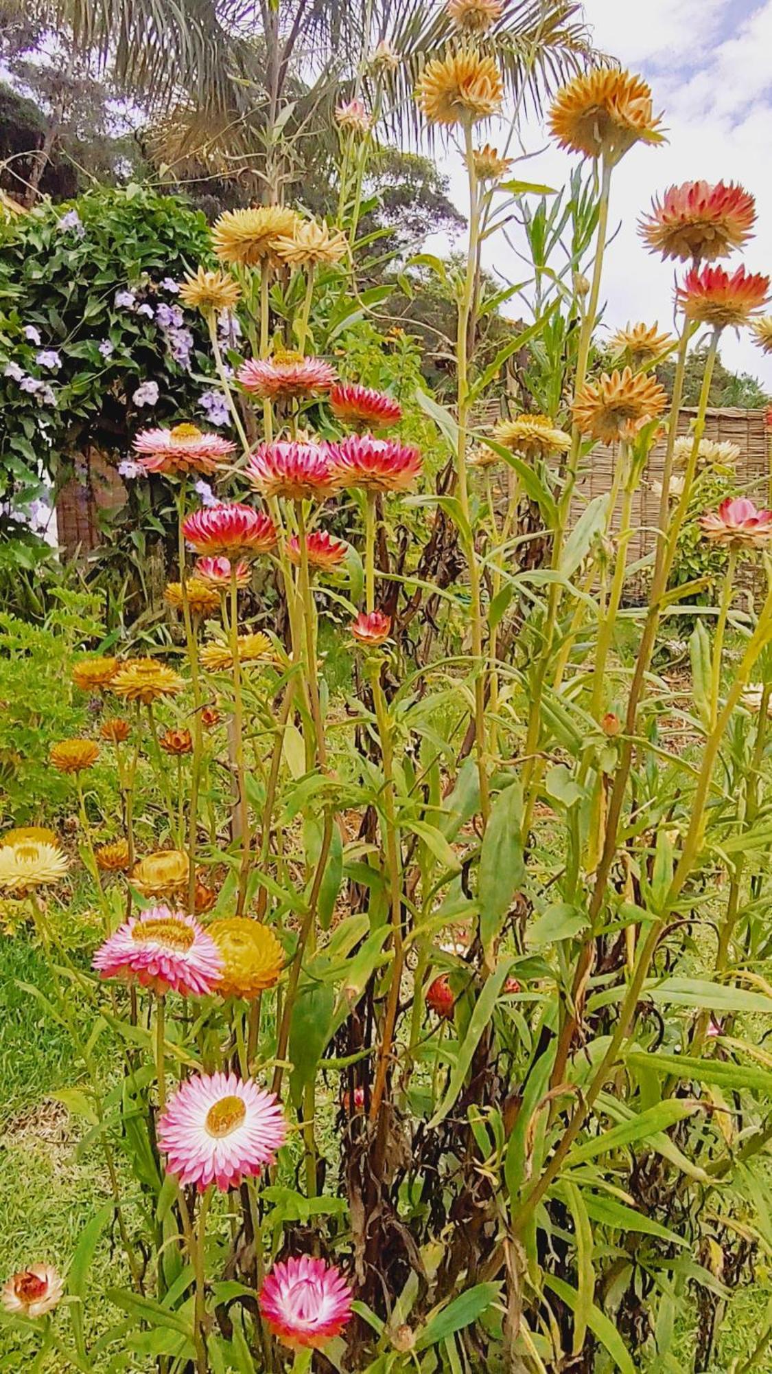 Recanto Duas Rosas Venda Nova do Imigrante Zewnętrze zdjęcie