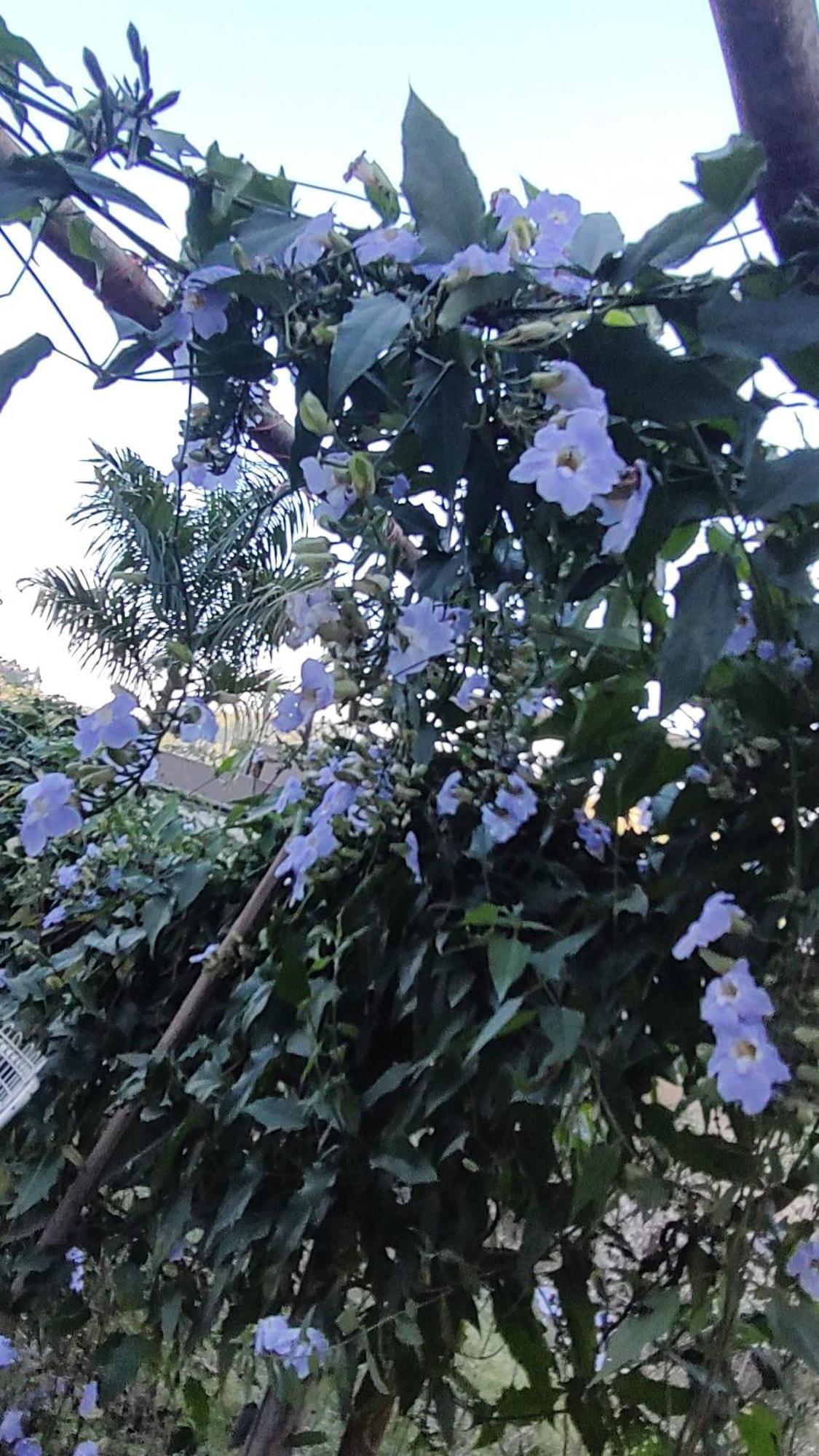Recanto Duas Rosas Venda Nova do Imigrante Zewnętrze zdjęcie